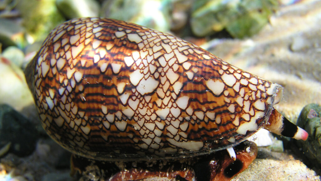 An image of the Textile Cone, a sea snail with a striking pattern on its shell.