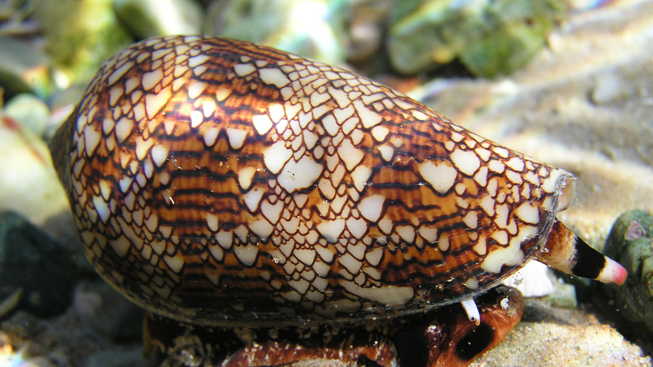 An image of the Textile Cone, a sea snail with a striking pattern on its shell.
