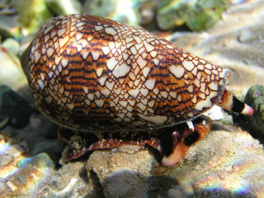 An image of the Textile Cone, a sea snail with a striking pattern on its shell
